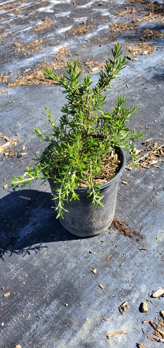 Photo for Rosmarinus officinalis 'Prostratus' (Trailing Rosemary)
