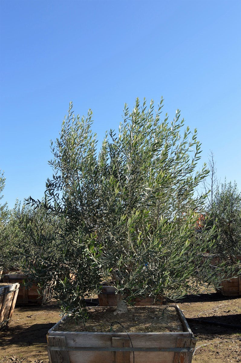 Photo for Olea europaea 'Swan Hill' (Multi) (Swan Hill Fruitless Olive)