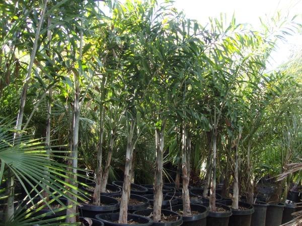 Photo for Wodyetia bifurcata (Foxtail Palm)