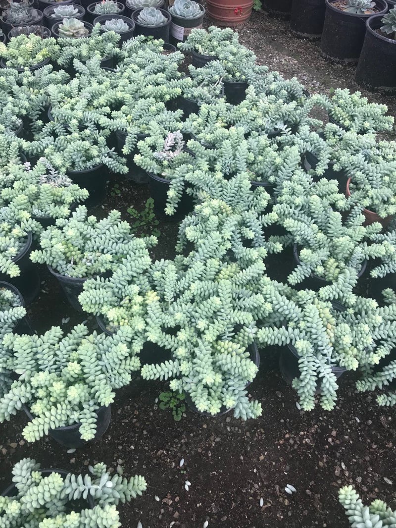 Photo for Sedum morganianum (Donkey's Tail)