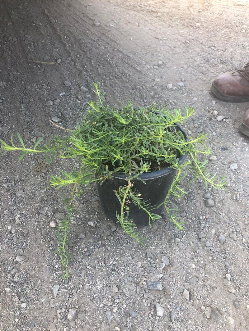 Photo for Myoporum parvifolium 'White' (M. p. 'Prostratum') (White Creeping Myoporum)