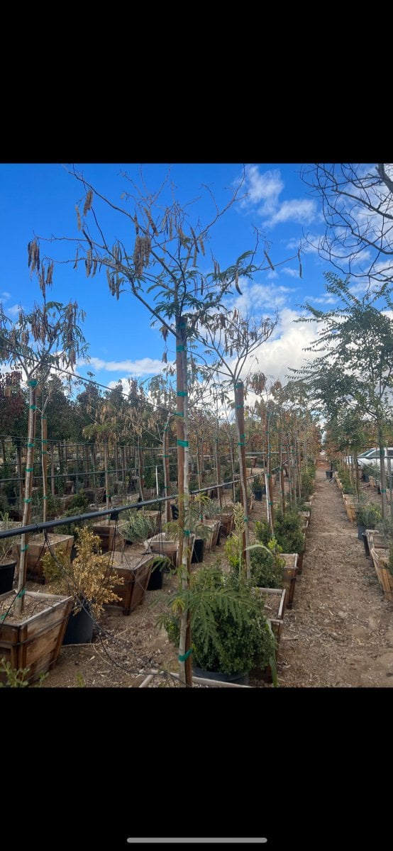 Photo for Albizia julibrissin (Standard) (Silk Tree)