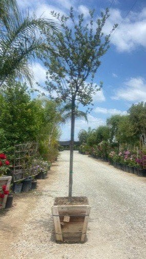 Photo for Quercus ilex (Holly Oak, Holm Oak)