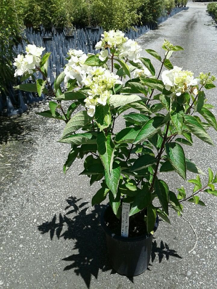 Photo for Hydrangea (any variety) (Hydrangea)