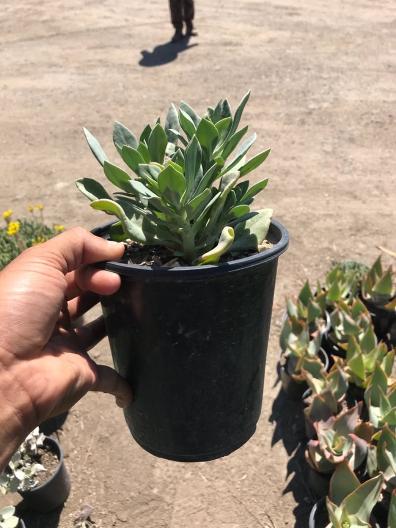 Photo for Cistanthe grandiflora (Rock Purslane)