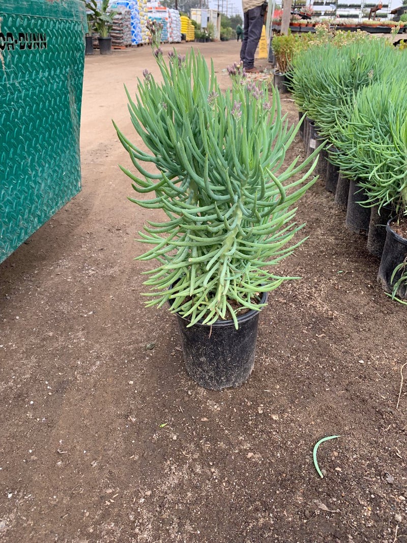 Photo for Senecio cylindricus (Narrow-Leaf Chalksticks)