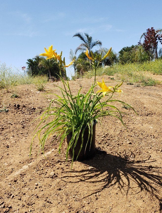 Photo for Hemerocallis hybrid 'Yellow' (Yellow Daylily)