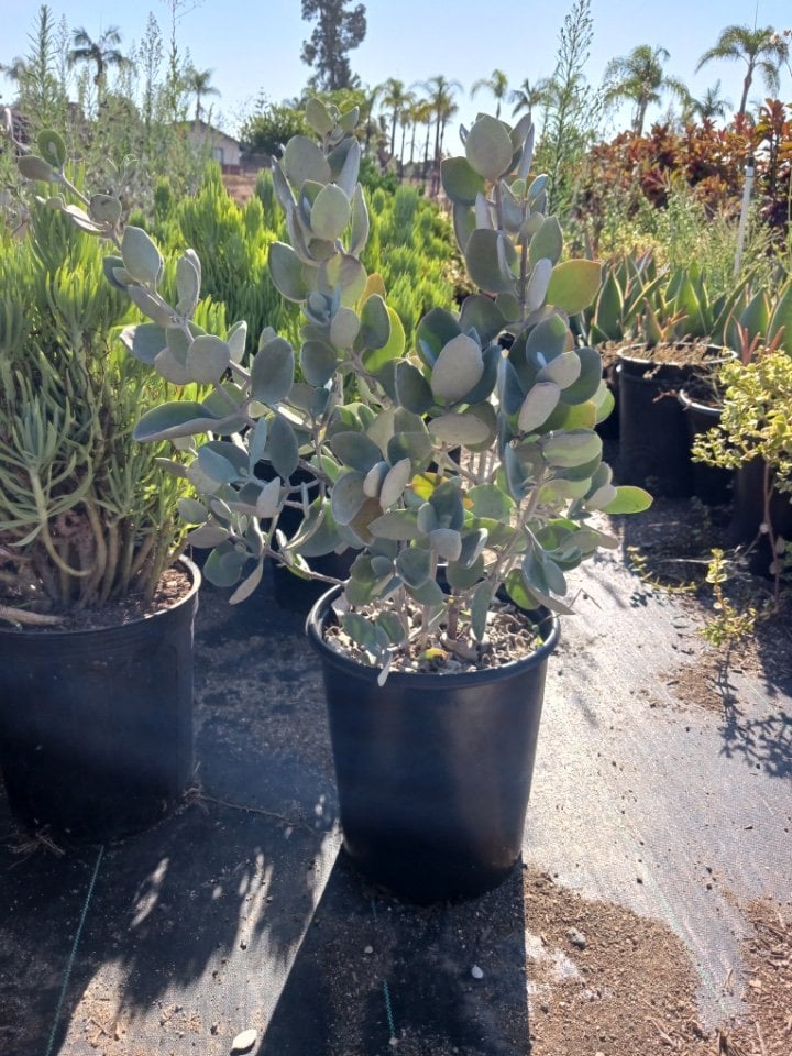 Photo for Kalanchoe bracteata (Silver Teaspoons)
