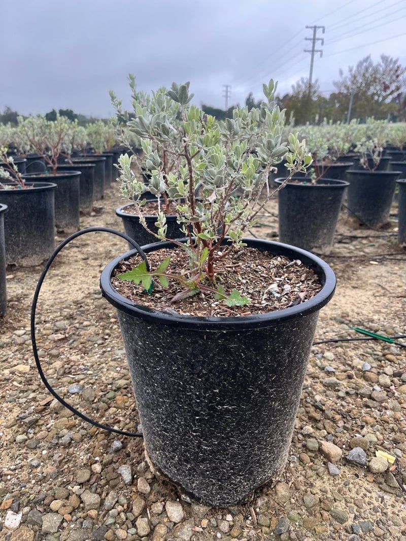 Photo for Leucophyllum frutescens ‘Compacta’ (Compact Texas Ranger)