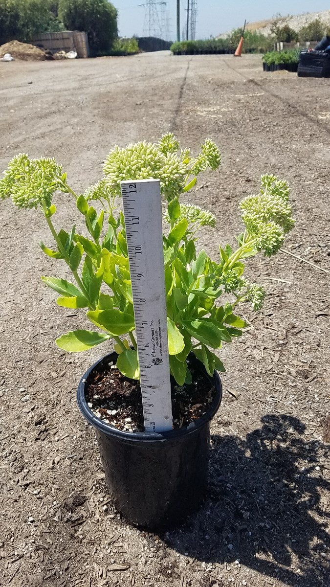 Photo for Sedum spectabile 'Autumn Joy' (Autumn Joy Stonecrop)
