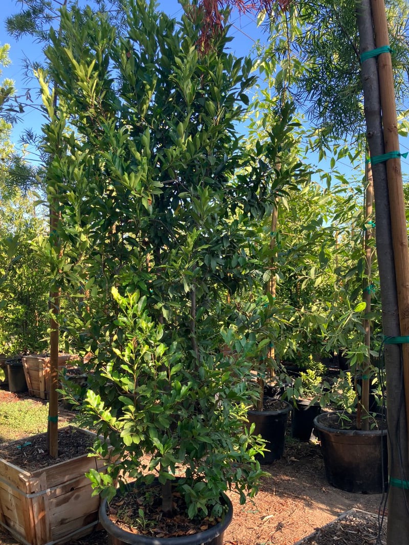 Photo for Prunus caroliniana (Column) (Carolina Cherry Laurel)