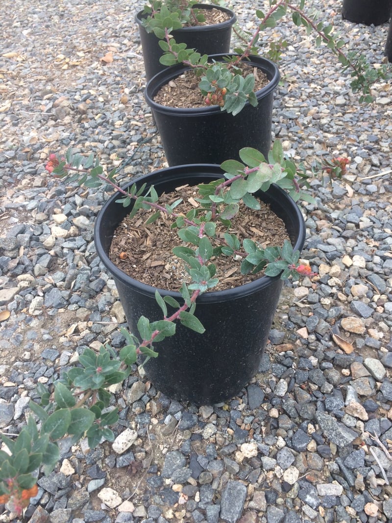 Photo for Arctostaphylos 'John Dourley' (John Dourley Manzanita)
