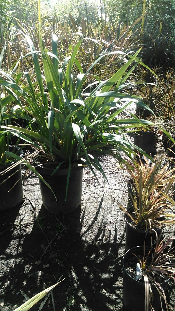 Photo for Phormium tenax (New Zealand Flax)