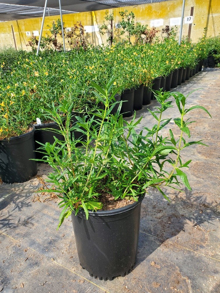 Photo for Mimulus aurantiacus longiflorus (Southern Monkey Flower)
