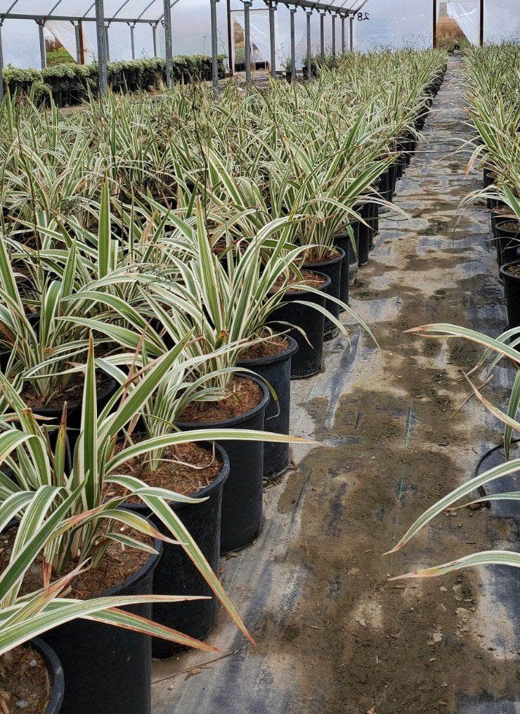 Photo for Dianella tasmanica (Tasman Flax Lily)