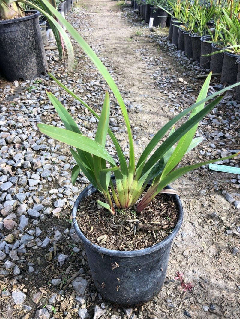 Photo for Dianella tasmanica 'Tasred' (Tasred Flax Lily)