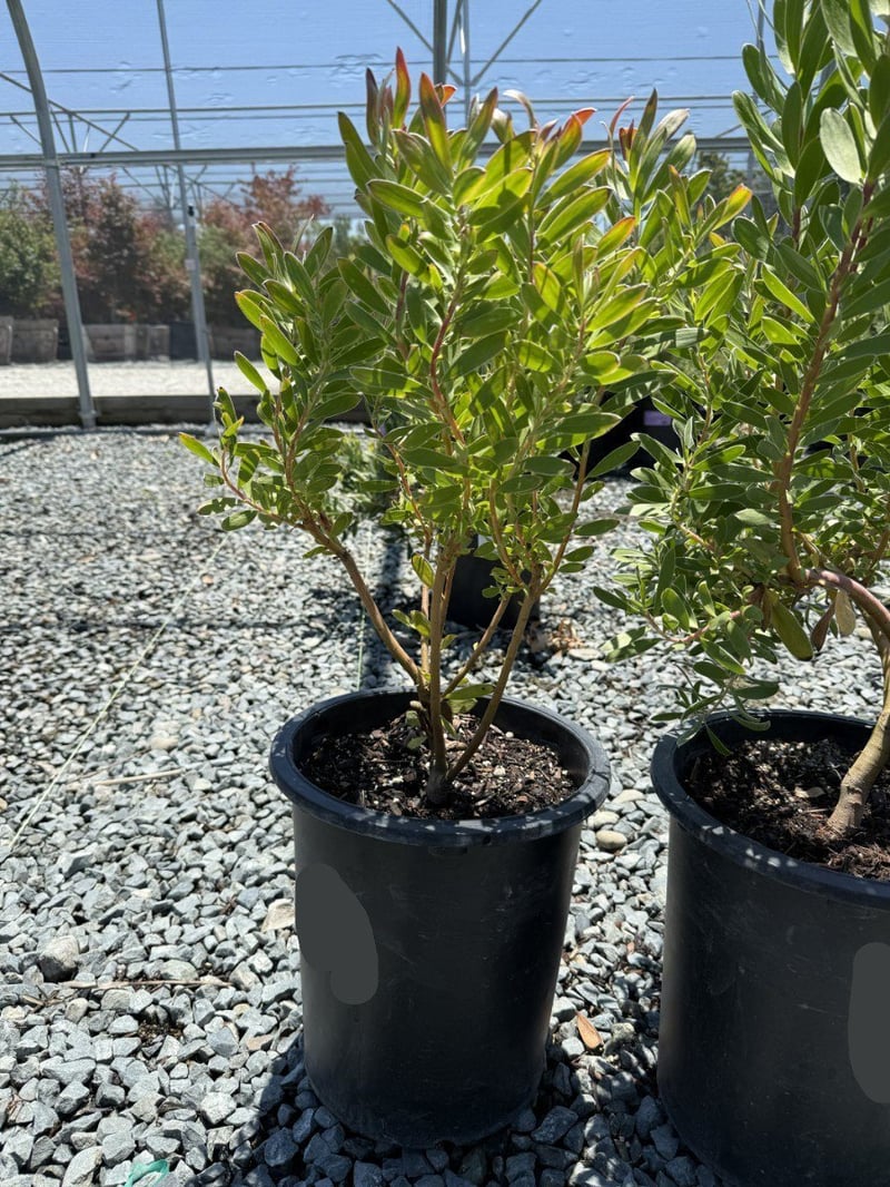 Photo for Leucadendron 'Safari Goldstrike' (Yellow Conebush)