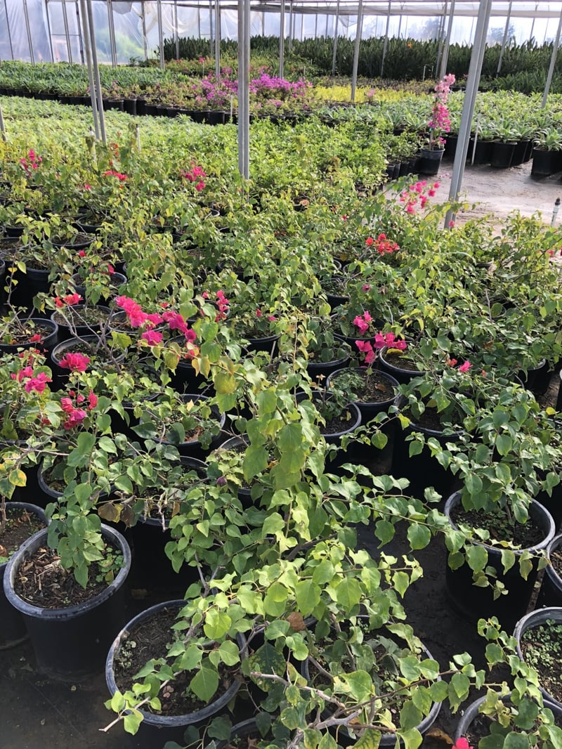 Photo for Bougainvillea 'La Jolla' (Shrub) (La Jolla Bougainvillea)