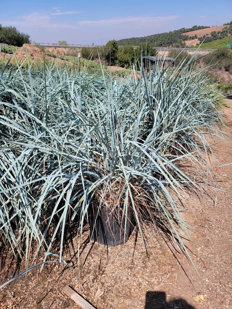 Photo for Leymus condensatus (Wild Rye)