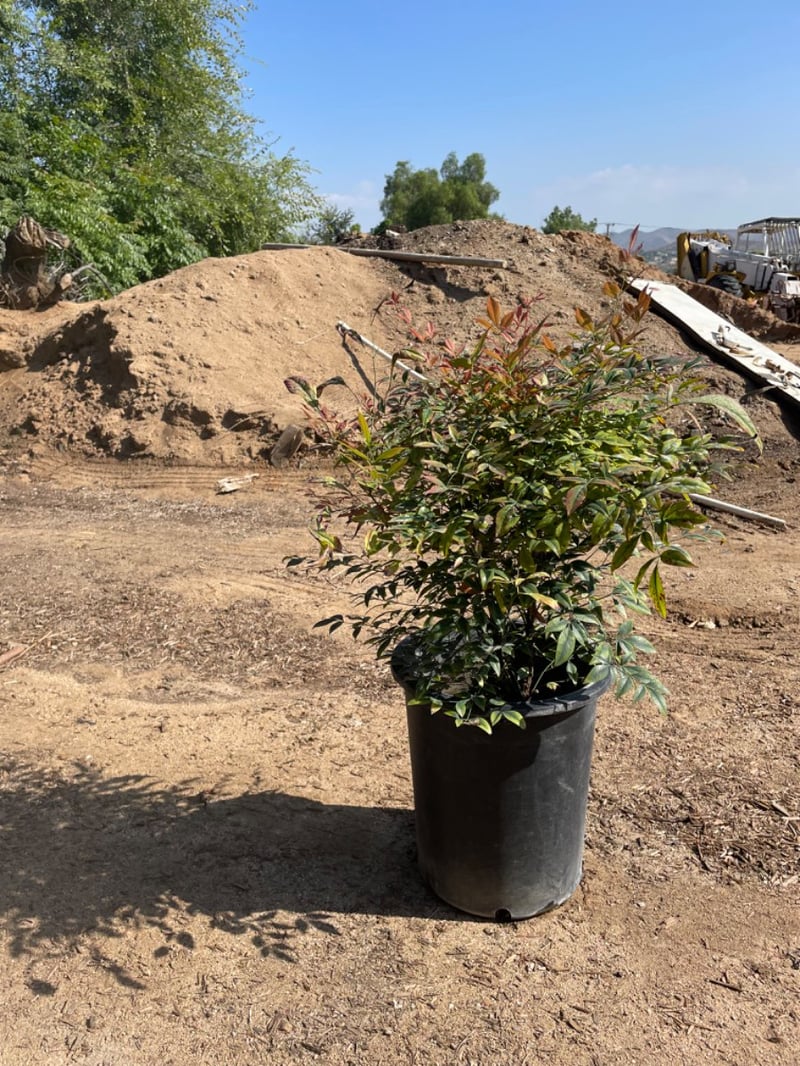 Photo for Nandina domestica 'Gulf Stream' (Gulf Stream Heavenly Bamboo)