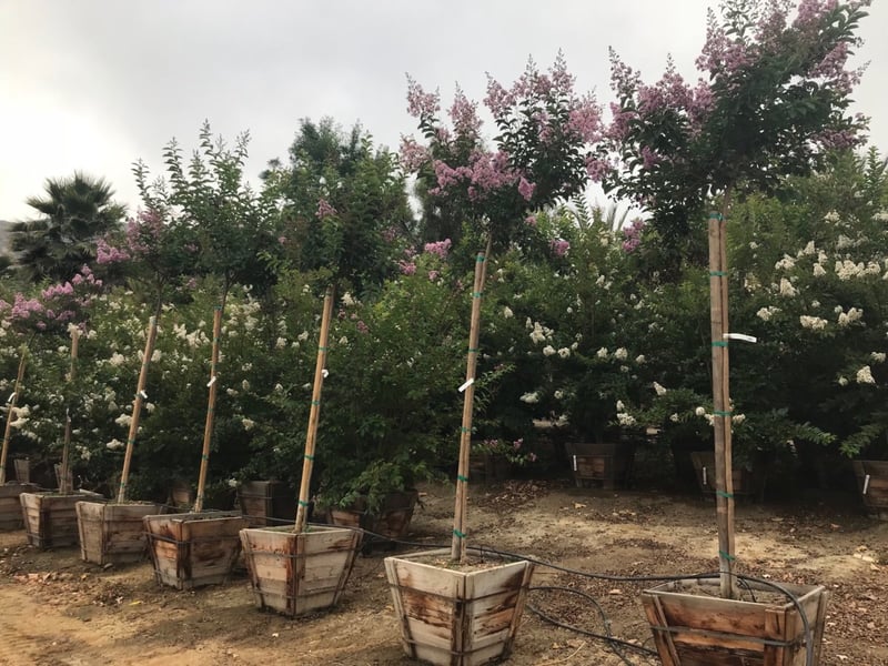 Photo for Lagerstroemia indica x fauriei 'Muskogee' (Standard) (Muskogee Crape Myrtle)