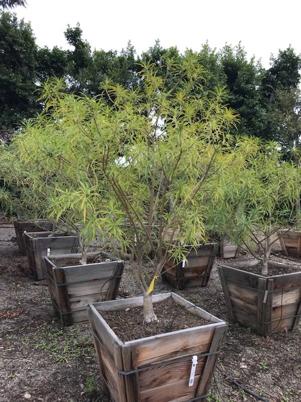 Photo for Thevetia peruviana (Yellow Oleander Tree)