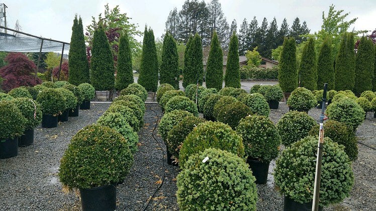 Photo for Buxus sempervirens (Globe) (English Boxwood)
