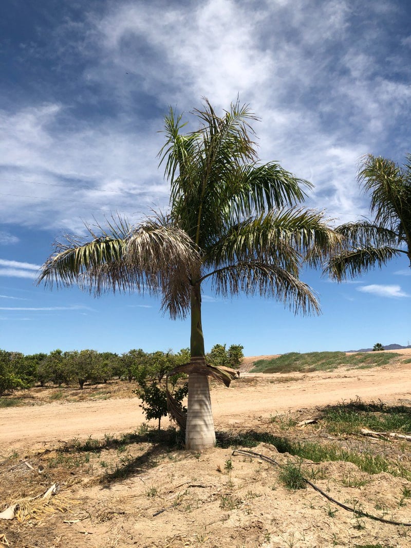 Photo for Roystonea regia (10' BTH) (Cuban Royal Palm)