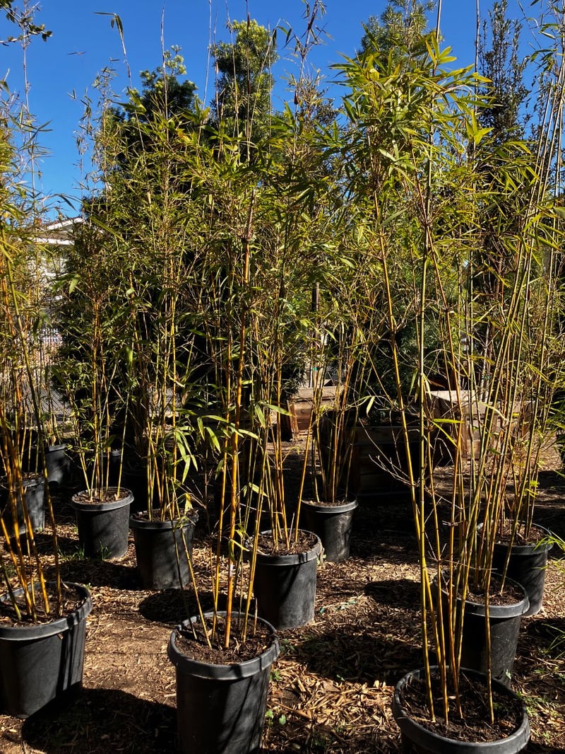 Photo for Bambusa textilis 'Gracilis' (Slender Weaver's Bamboo)