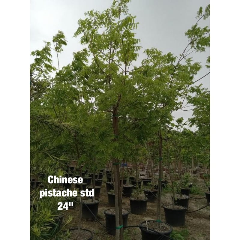 Photo for Pistacia chinensis (Standard) (Chinese Pistache)