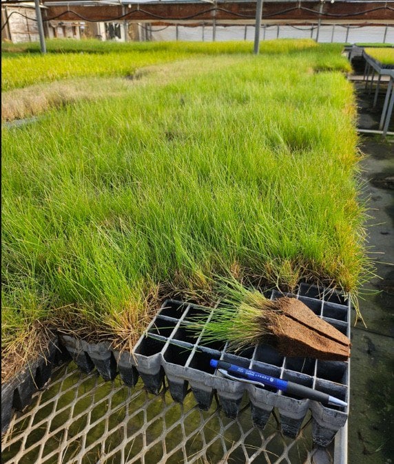 Photo for Festuca rubra 'Molate' (Creeping Red Fescue)