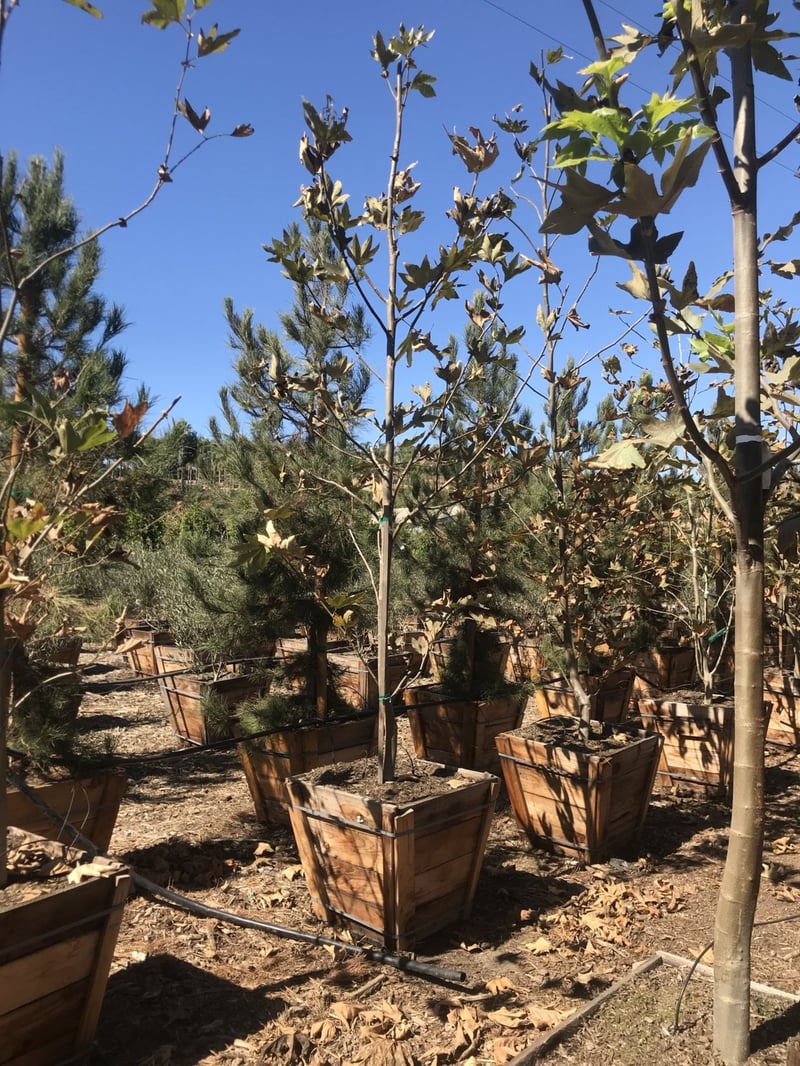 Photo for Platanus racemosa (California Sycamore)