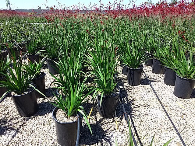 Photo for Anigozanthos flavidus (Kangaroo Paw)