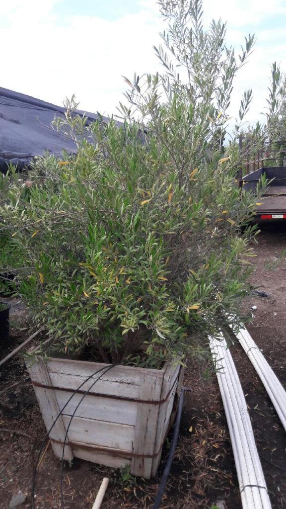 Photo for Olea europaea 'Swan Hill' (Swan Hill Olive)