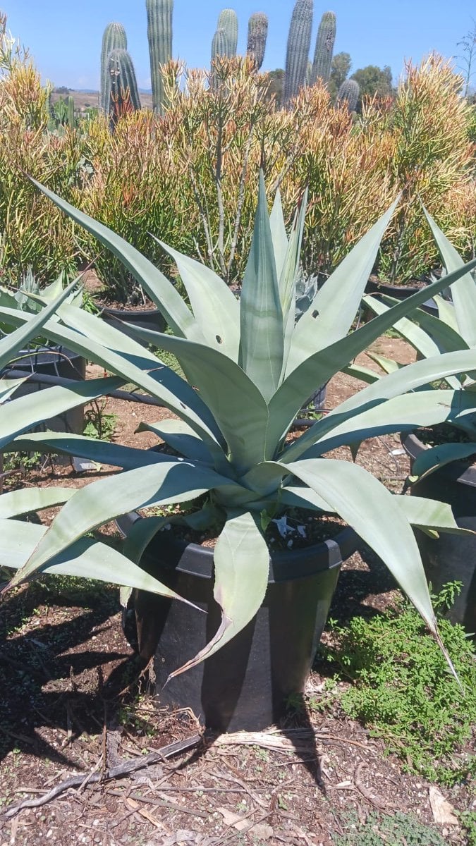 Photo for Agave weberi (Weber Agave)