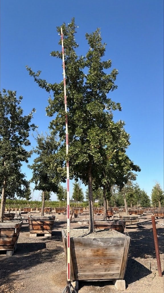 Photo for Quercus lobata (Standard) (Valley Oak)