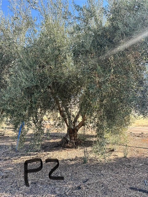 Photo for Olea europaea (Olive Tree)