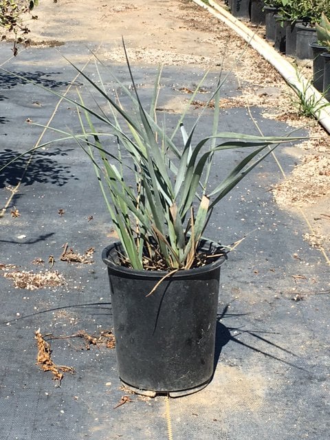 Photo for Leymus condensatus 'Canyon Prince' (Blue Lyme Grass)