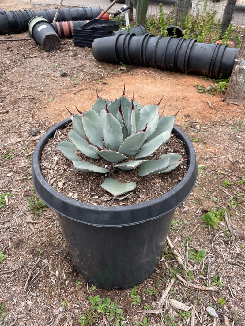 Photo for Agave parryi var. truncata (Artichoke Agave)
