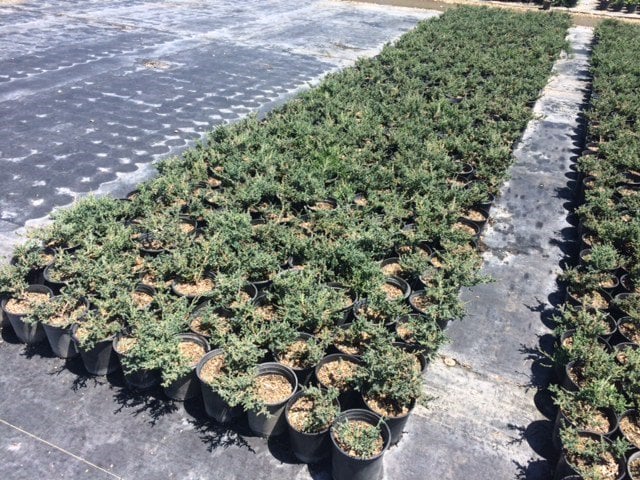 Photo for Juniperus horizontalis 'Blue Chip' (Blue Chip Creeping Juniper)