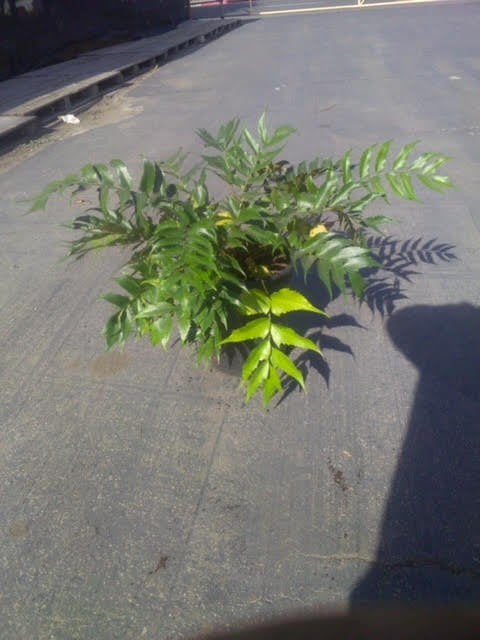 Photo for Cyrtomium fortunei (Fortune's Holly Fern)