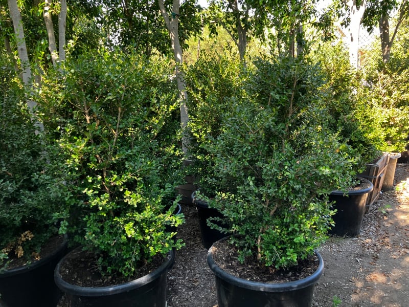 Photo for Buxus microphylla japonica (Japanese Boxwood)