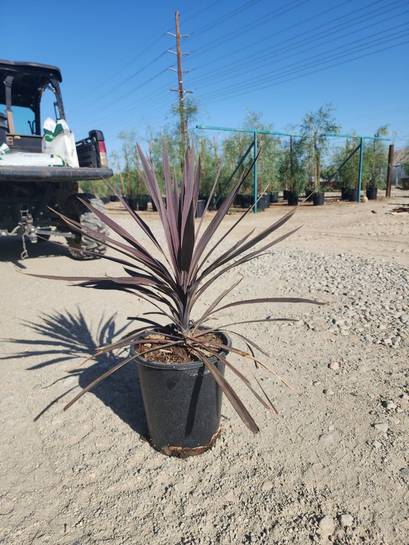 Photo for Cordyline australis 'Paso Doble' (Paso Doble Cordyline)