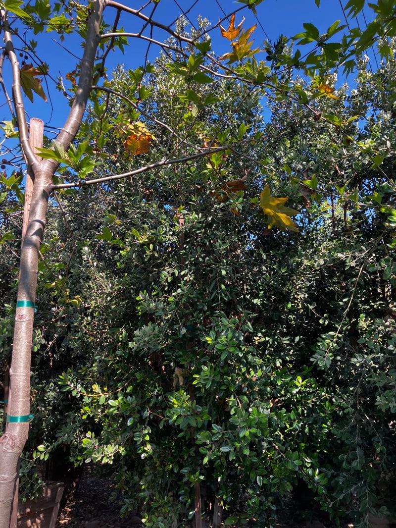 Photo for Metrosideros excelsa (Multi) (New Zealand Christmas Tree)