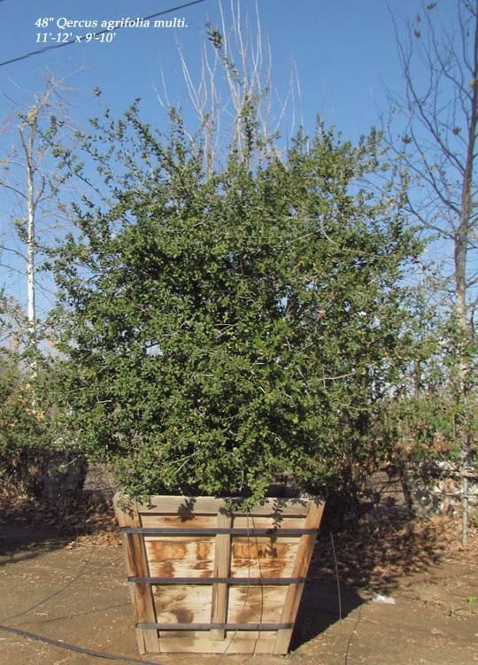 Photo for Quercus agrifolia (Natural) (Coast Live Oak)