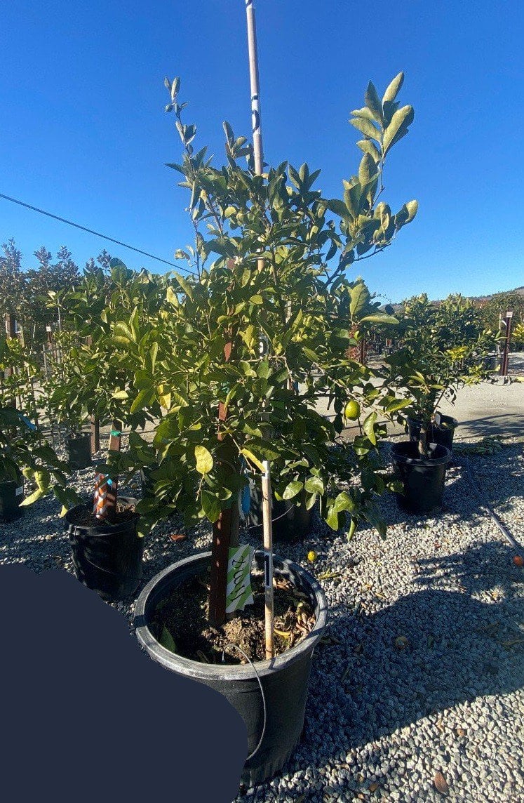 Photo for Citrus aurantifolia 'Bearss' Seedless (Seedless Bearss Lime)