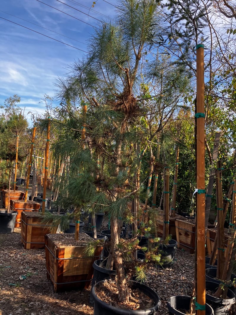 Photo for Pinus pinea (Italian Stone Pine)