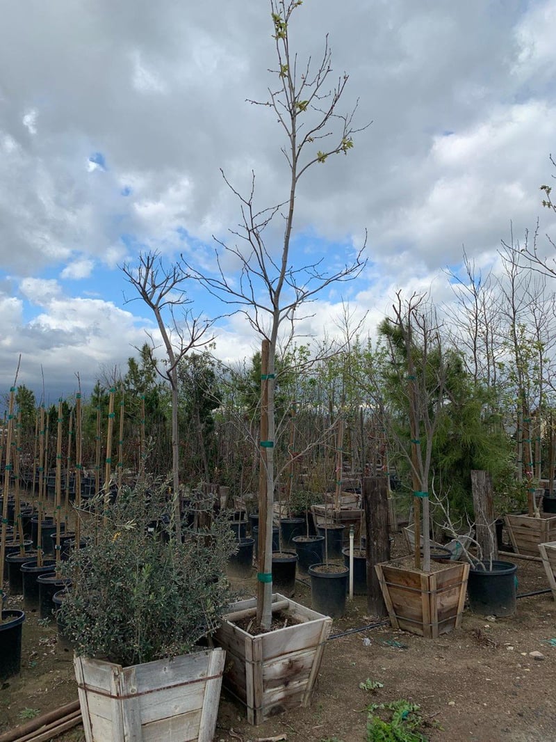 Photo for Platanus racemosa (Low Branch) (California Sycamore)