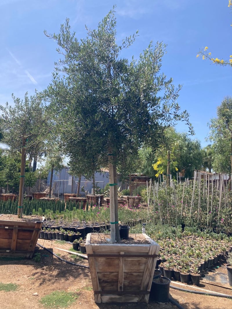 Photo for Olea europaea 'Wilsonii' (Wilsonii Fruitless Olive)