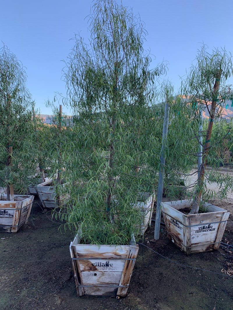 Photo for Geijera parviflora (Standard) (Australian Willow)